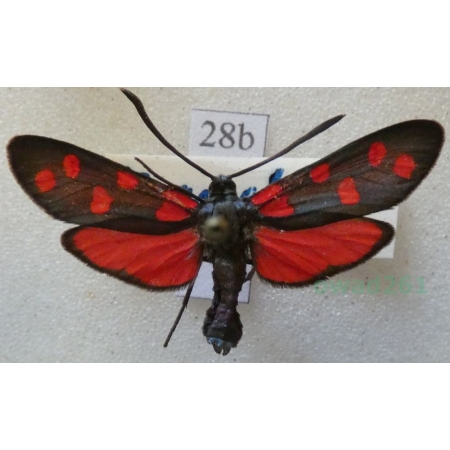 Zygaena transalpina (Esper, 1780) Kraśnik transalpejski Spain28b